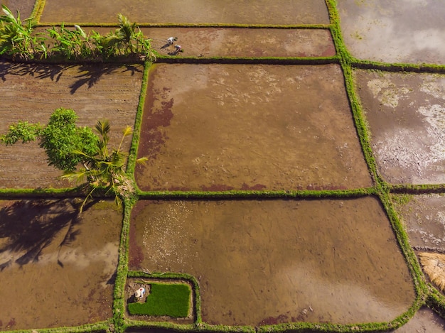 Rice Terrace Aerial Shot Image of beautiful terrace rice field