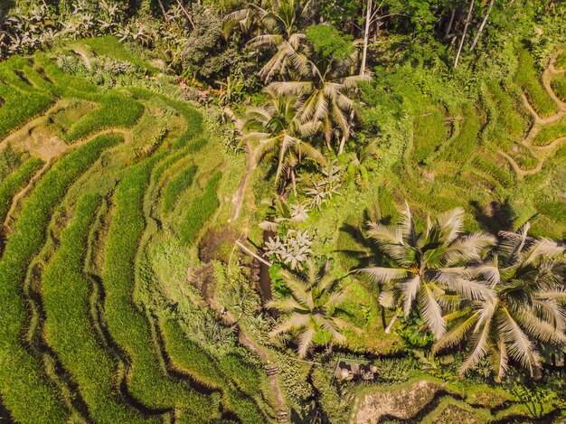 Rice Terrace Aerial Shot Image of beautiful terrace rice field