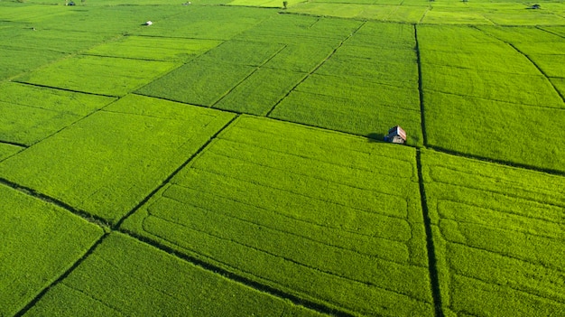 Rice Terrace Aerial Shot