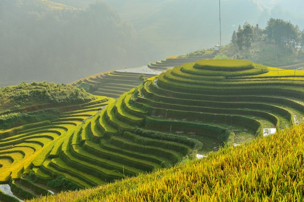 Photo rice terrace on during sunset, vietnam, vietnam rice terrace, rice field of vietnam, terrace rice field, mu chang chai rice field