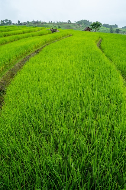 rice terrace field at the hill