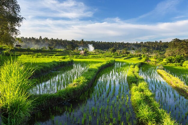 Rice terrace