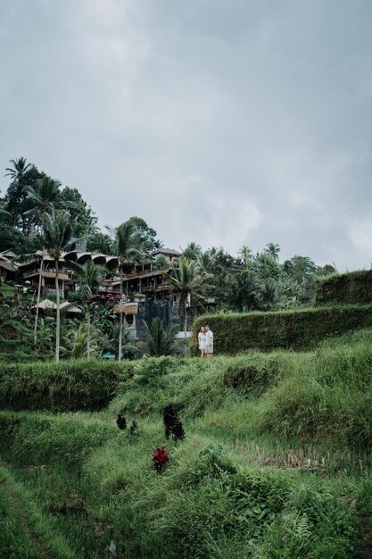 Photo rice terrace