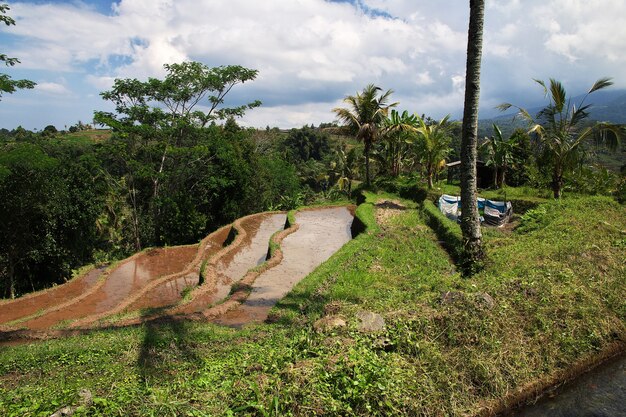 Le terrazze di riso a bali, indonesia