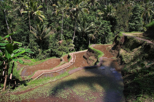 Foto le terrazze di riso a bali, indonesia