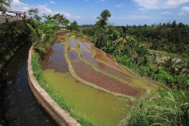 Le terrazze di riso a bali, indonesia