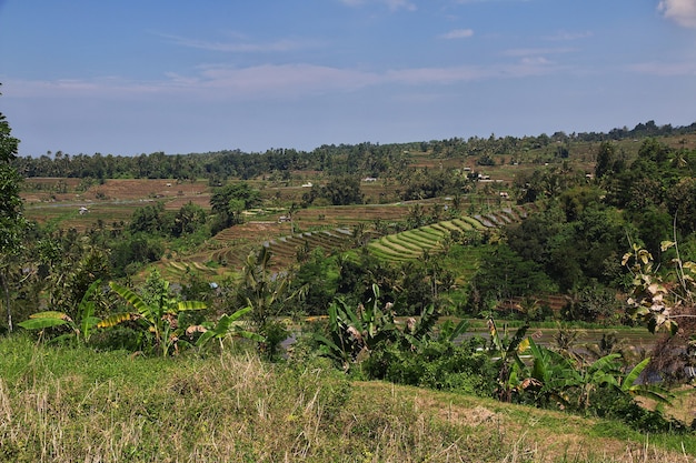 The rice terraces on Bali, Indonesia