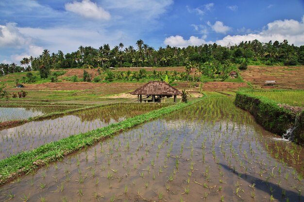 The rice terraces on Bali, Indonesia