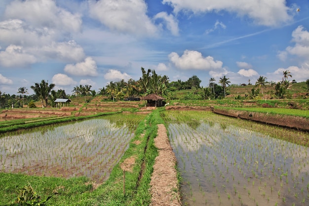 Le terrazze di riso a bali, indonesia