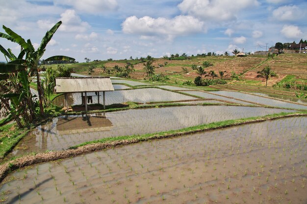 The rice terraces on Bali, Indonesia