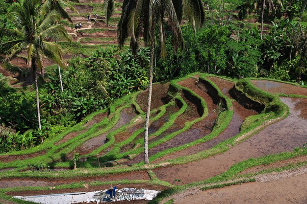 The rice terraces on Bali, Indonesia