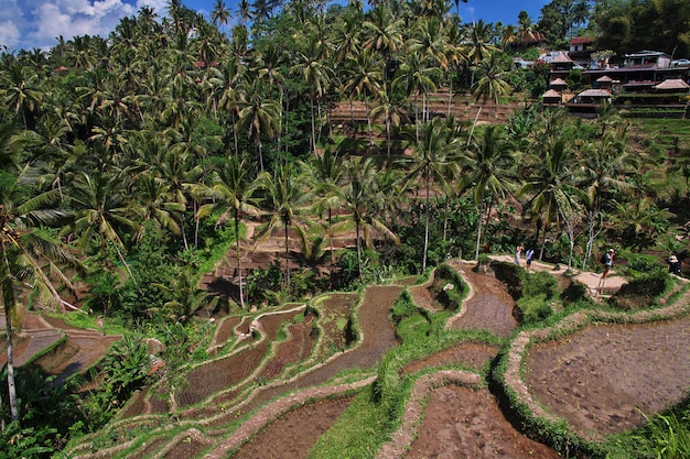 The rice terraces on Bali, Indonesia