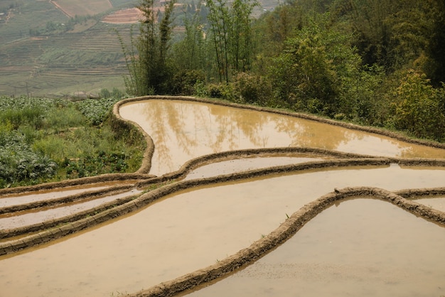 Rice terraces and hills in sapa vietnam