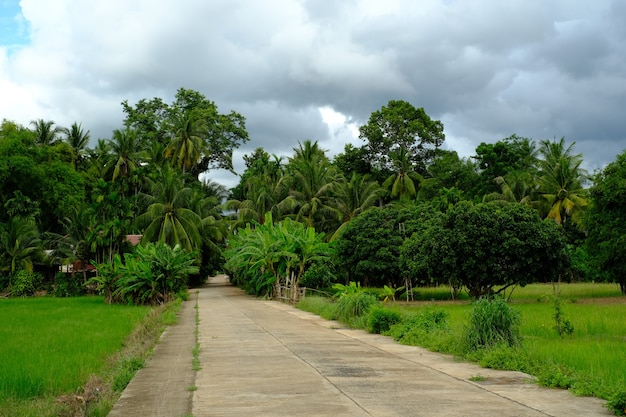 rice terraces in island