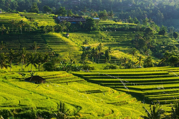 Rice terraces in mountains at sunrise Bali Indonesia