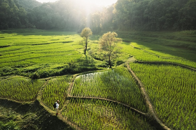 Rice terraces in rural forest at dusk