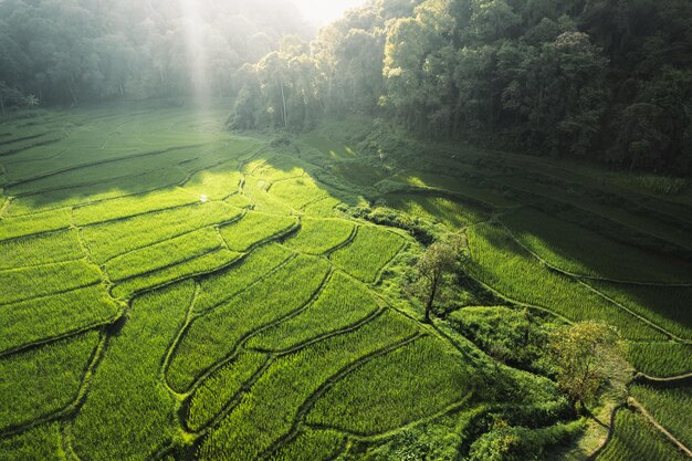 Rice terraces in rural forest at dusk