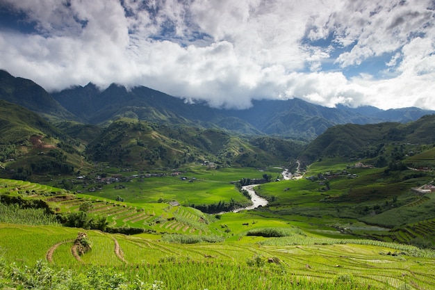 rice terraces in Vietnam