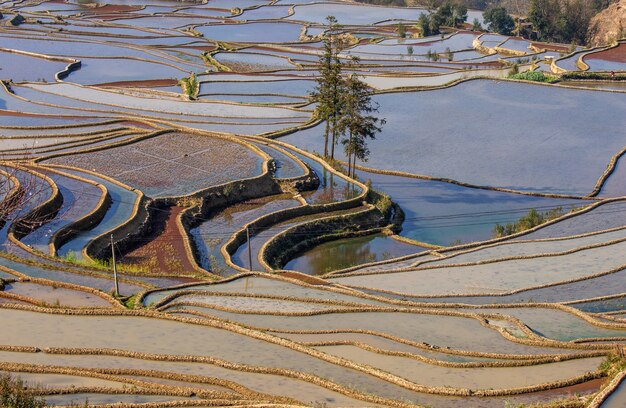 Рисовые террасы в Юаньян, Китай