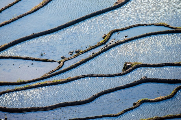 Rice terraces in Yuanyang County. Yunnan Province. China.