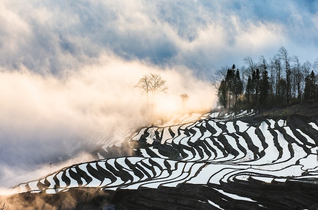 Rice terraces of Yunnan province amid the scenic morning fog. Yuanyang County. China.