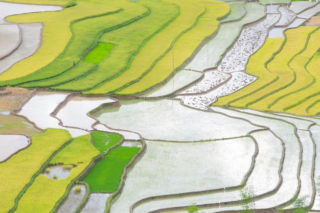 rice terraces