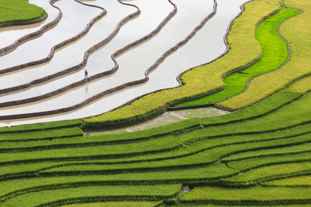 rice terraces