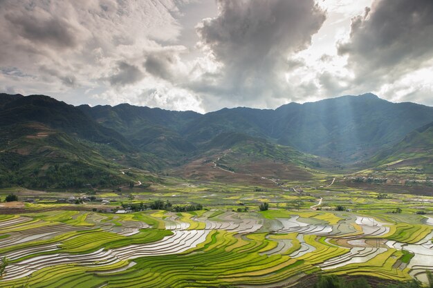 rice terraces