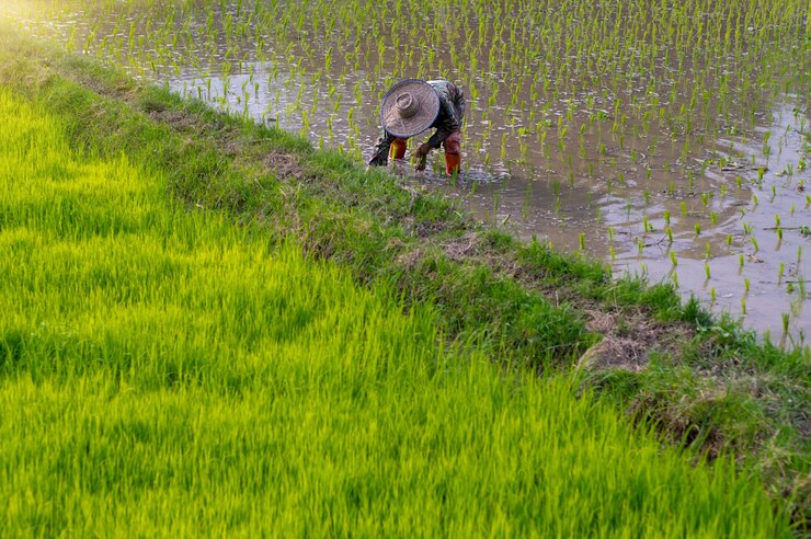 Rice thai farmer grow rice in the rainy season. They were soaked with water and mud to be prepared for planting.