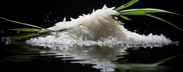 Rice top photography