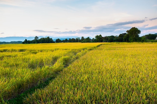 The rice was growing at sunset and there was a beautiful blue sky.