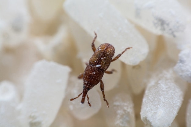 Rice weevil, or science names Sitophilus oryzae close up on white Rice destroyed. 