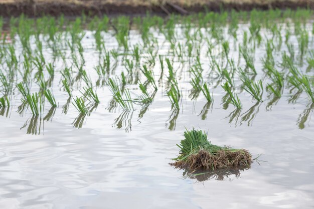 Rice young plant