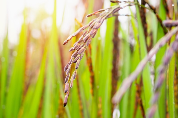 緑の有機水田の稲作