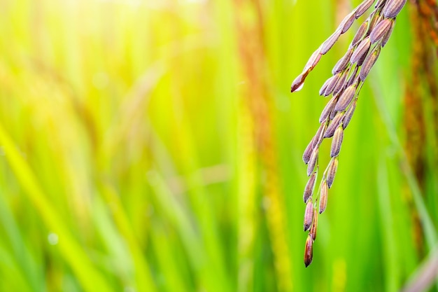 Riceberry plant in green organic rice paddy field