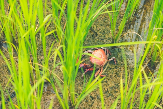 사진 쌀 필드 태국 녹색 쌀 농장과 아시아 농부의 ricefield crab (freshwater crab)