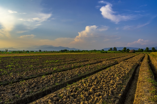 Ricefield and forest in a village.