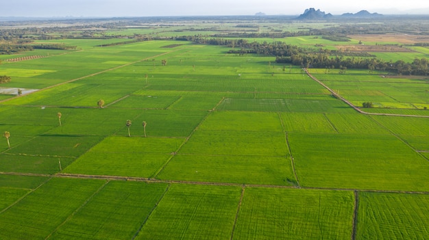 Rices paddy field