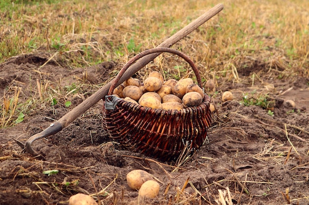 写真 枝編み細工品バスケット ポテトの豊かな秋の収穫ジャガイモ塊茎の隣にジャガイモ畑のクローズ アップでチョッパー