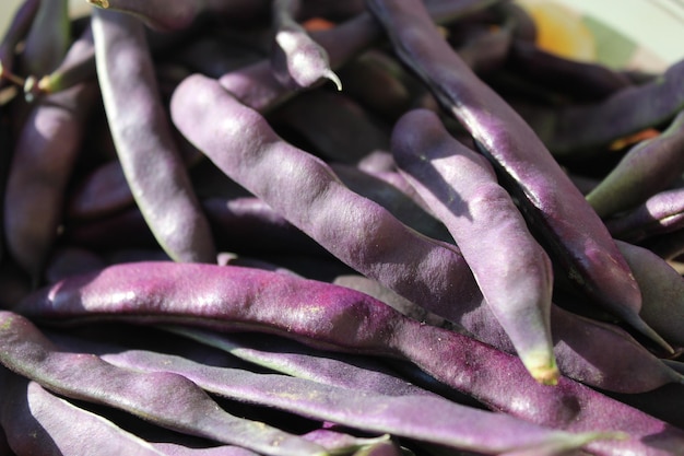 rich crop of lilac pods of haricot