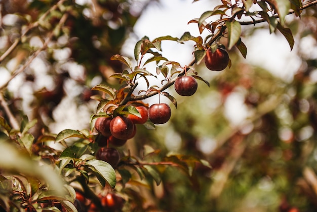 rich crop of plums ripens on a tree branch with green leaves close-up! Ripe Plums on a tree branch. Plum on a tree branch