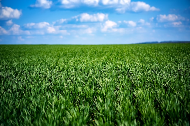 Photo rich green young wheat in early spring.