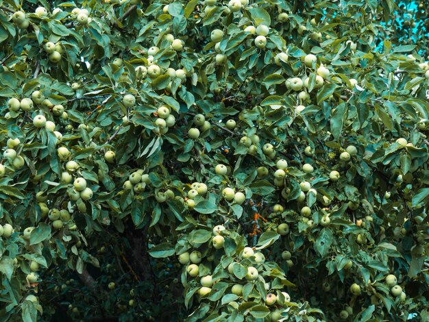 Rich harvest of apples, apples on a branch