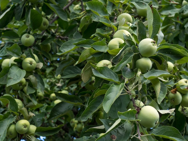 Rich harvest of apples, apples on a branch