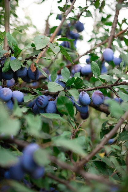 rich harvest of juicy ripe plums on the tree in garden close up