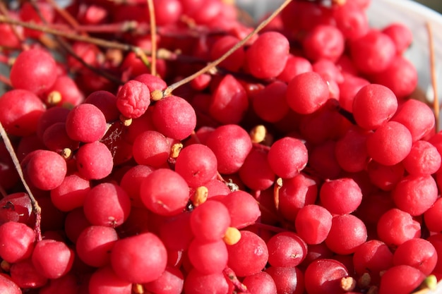 rich harvest of ripe and red schizandra