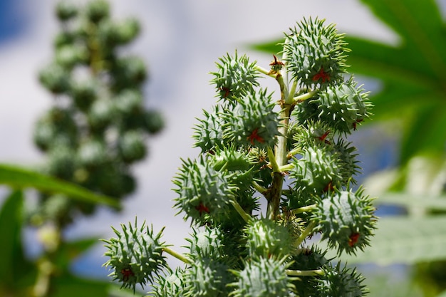 Ricinus communis トウゴマまたはヒマシ油植物はトウダイグサ科トウダイグサ科有毒植物の多年生開花植物の種です。