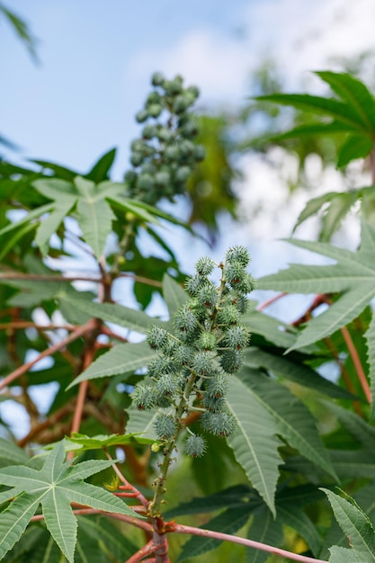 Ricinus communis de ricinus- of ricinusolieplant is een soort van meerjarige bloeiende plant in de wolfsmelkfamilie Euphorbiaceae Een giftige planten