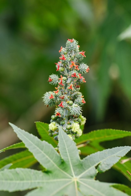 Ricinus communis de ricinus- of ricinusolieplant is een soort van meerjarige bloeiende plant in de wolfsmelkfamilie Euphorbiaceae Een giftige planten