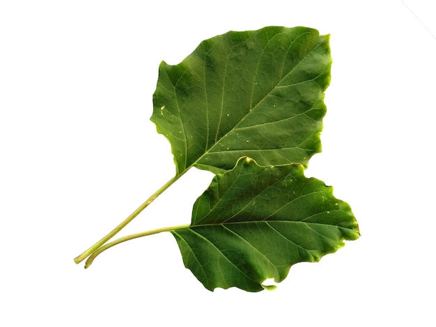 Ricinus communis leaf Isolated on white background